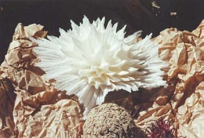 "Corail blanc" © Suzanne Dugan/coll. Autriche).