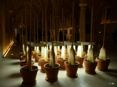 Michel Blazy, "Le jardin de sorgho" © db