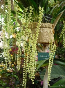 Orchidée Dendrochilum ©db