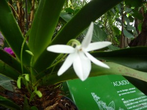 L'odorante et discrète Orchidée Jumellea sagittata © db