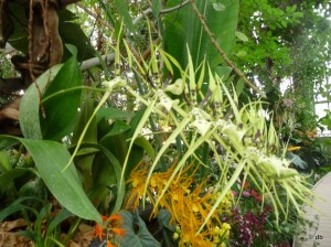 Orchidée Brassia Painter "Big spider" ©db