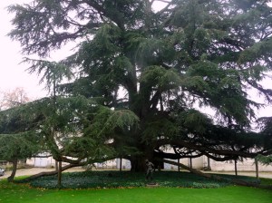 Le Cèdre devant l'entrée du Musée des Beaux-Arts de Tours © DeBelleschoses/db